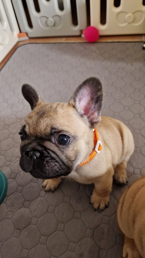 Du Clos De Lasgraisses - Bouledogue français - Portée née le 16/02/2024